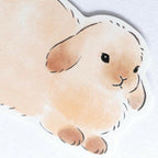Funwaka Animal Message Cards / NB