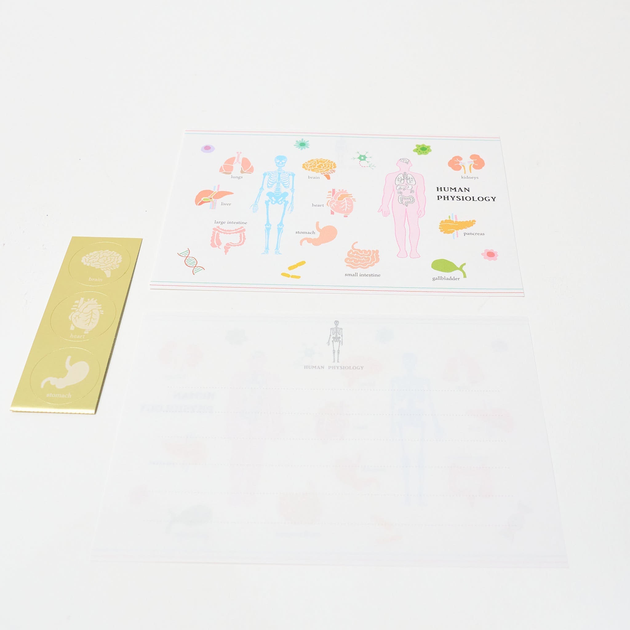 STUDY HOLIC Letter Set / GreenFlash