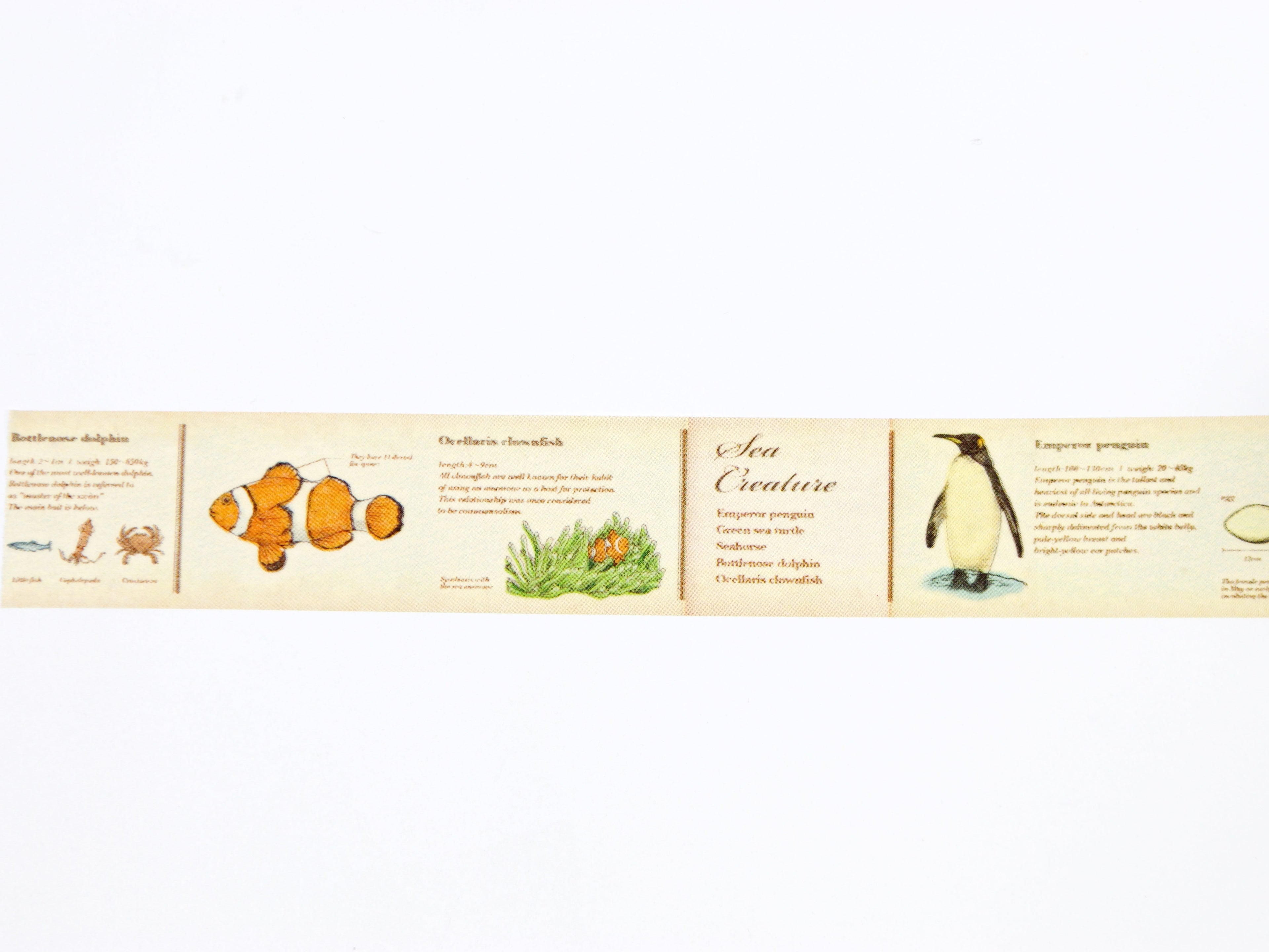 mt ex Encyclopedia of Marine Life
