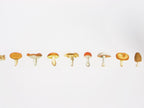 mt ex Mushrooms