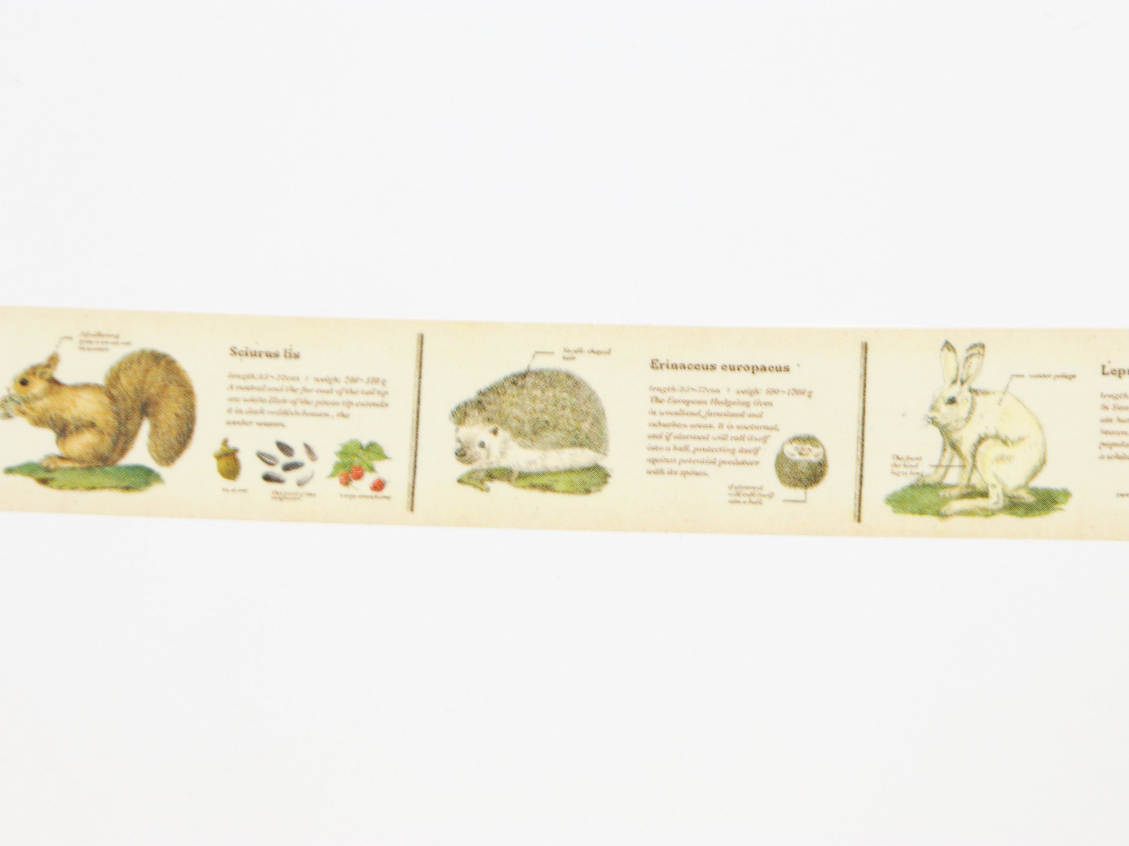 mt ex Encyclopedia of Animals