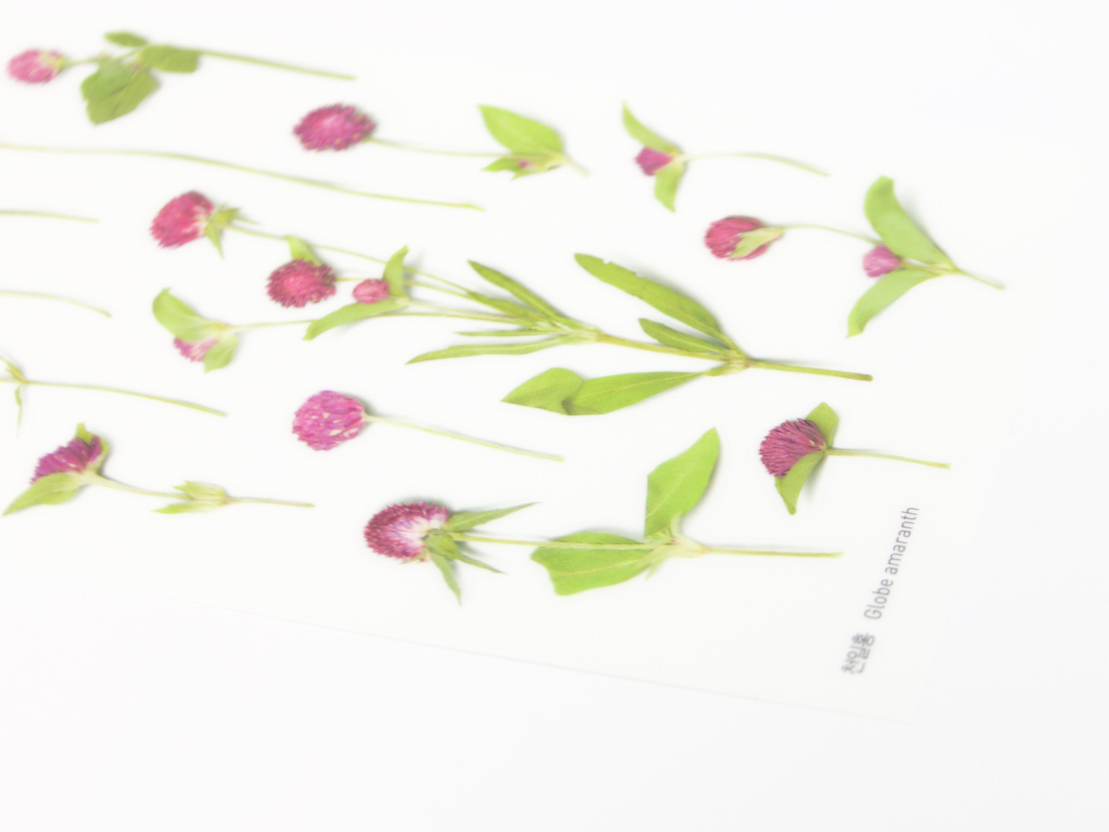 Appree Pressed Flower Stickers