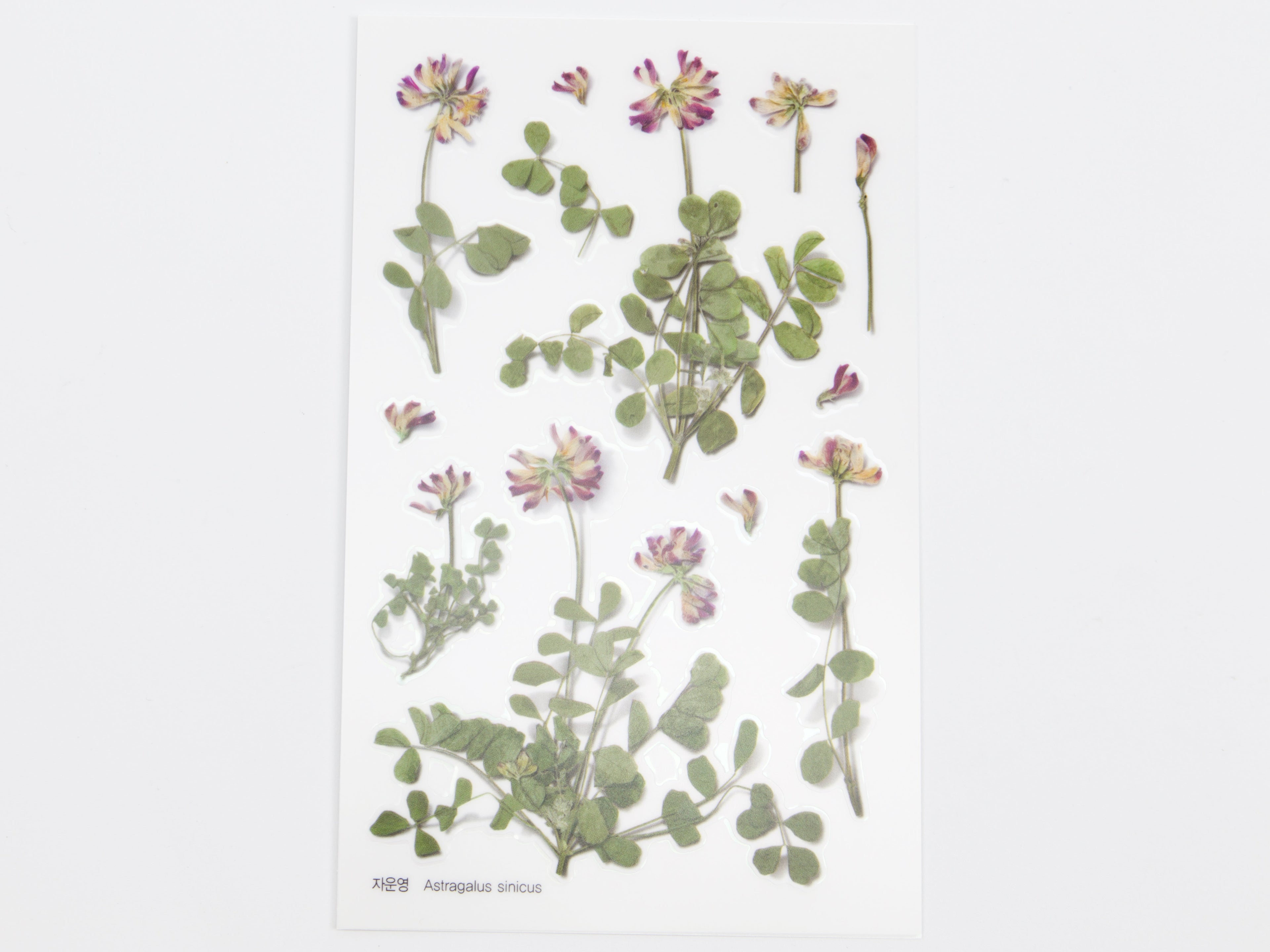 Appree Pressed Flower Stickers