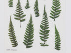 Appree Pressed Flower Stickers