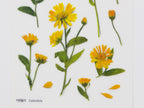 Appree Pressed Flower Stickers