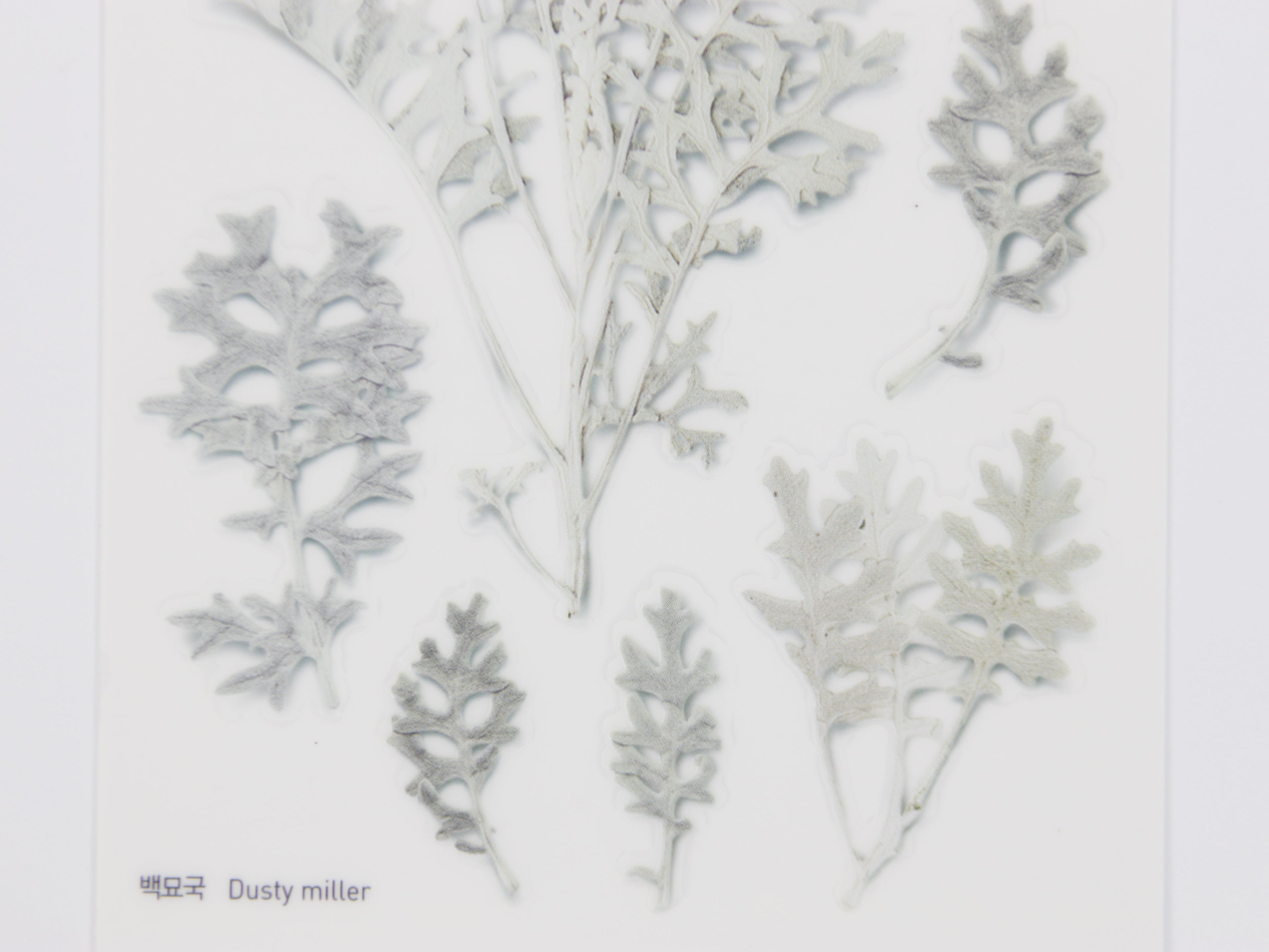 Appree Pressed Flower Stickers