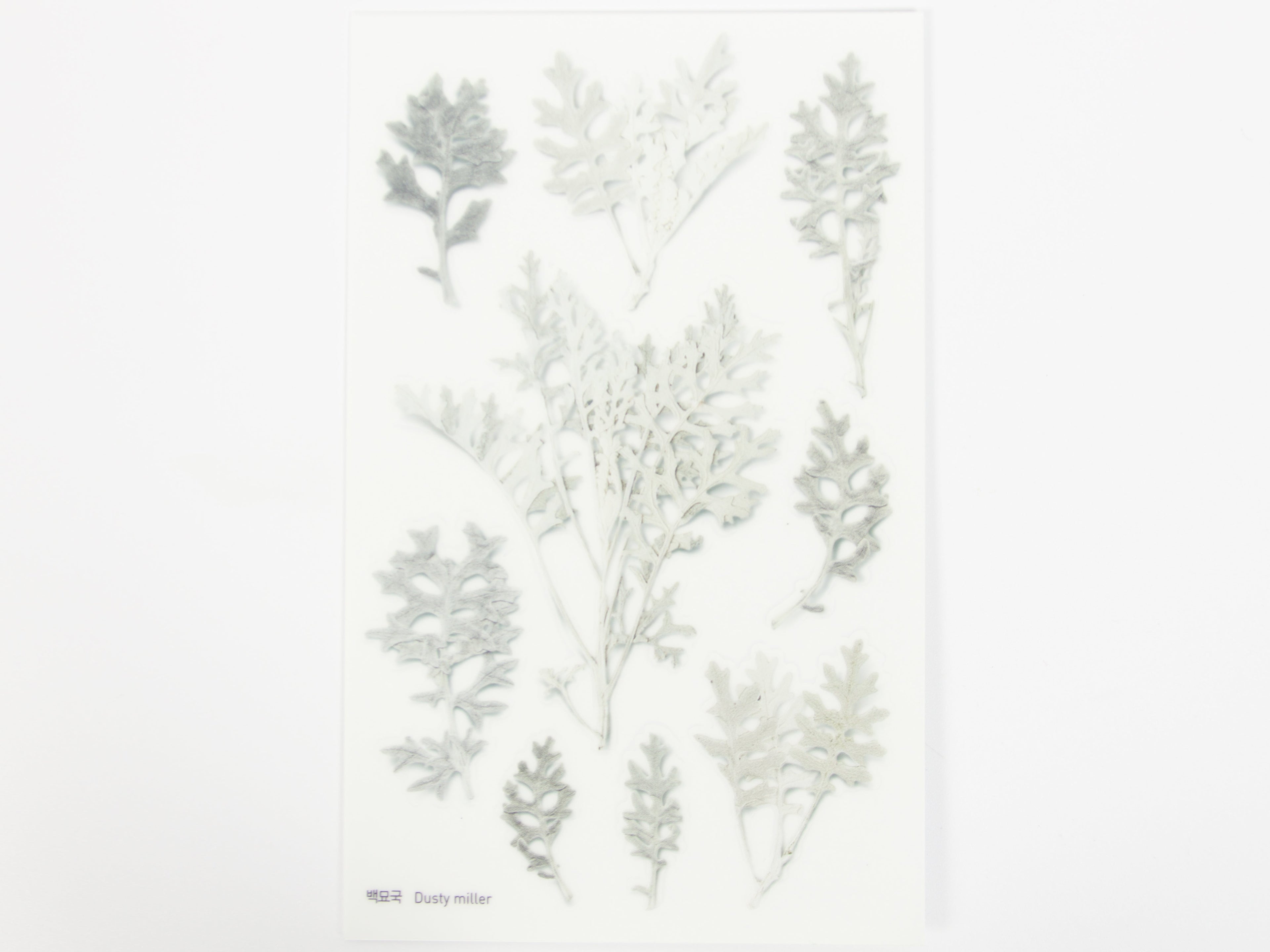 Appree Pressed Flower Stickers