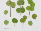 Appree Pressed Flower Stickers