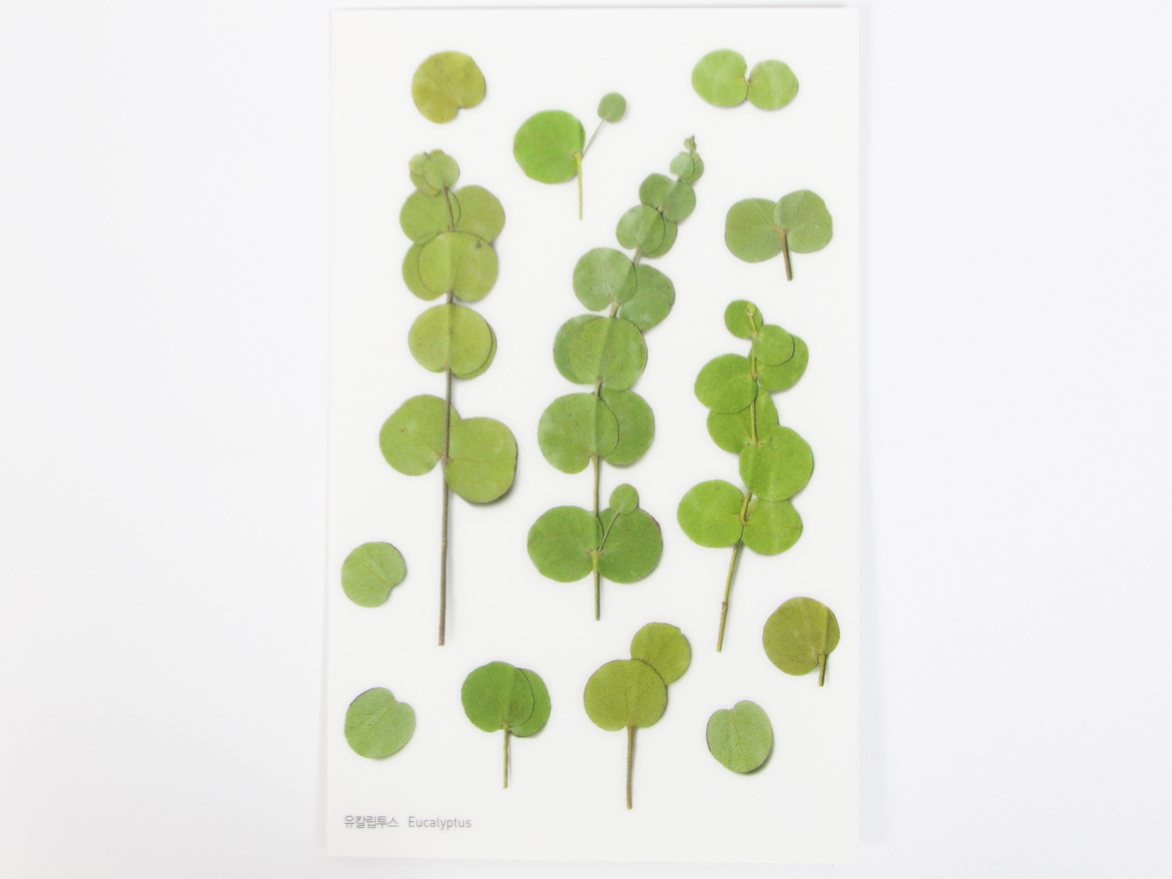 Appree Pressed Flower Stickers