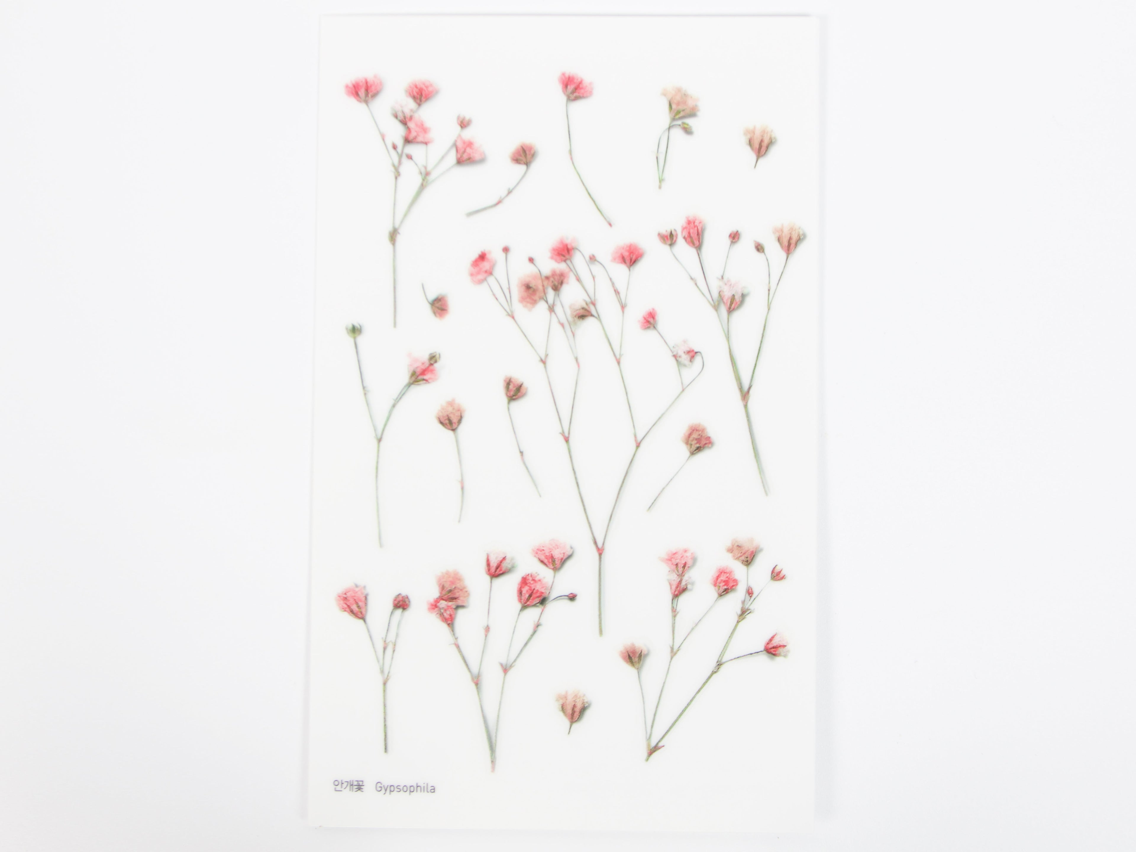 Appree Pressed Flower Stickers