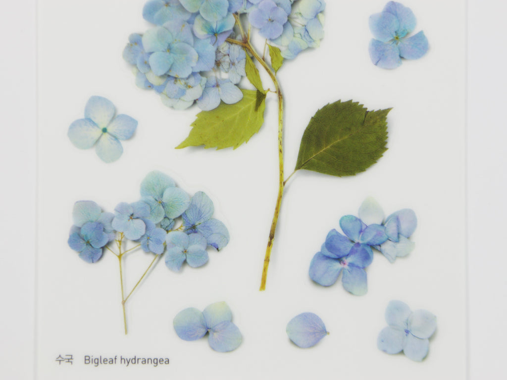 Appree Pressed Flower Stickers