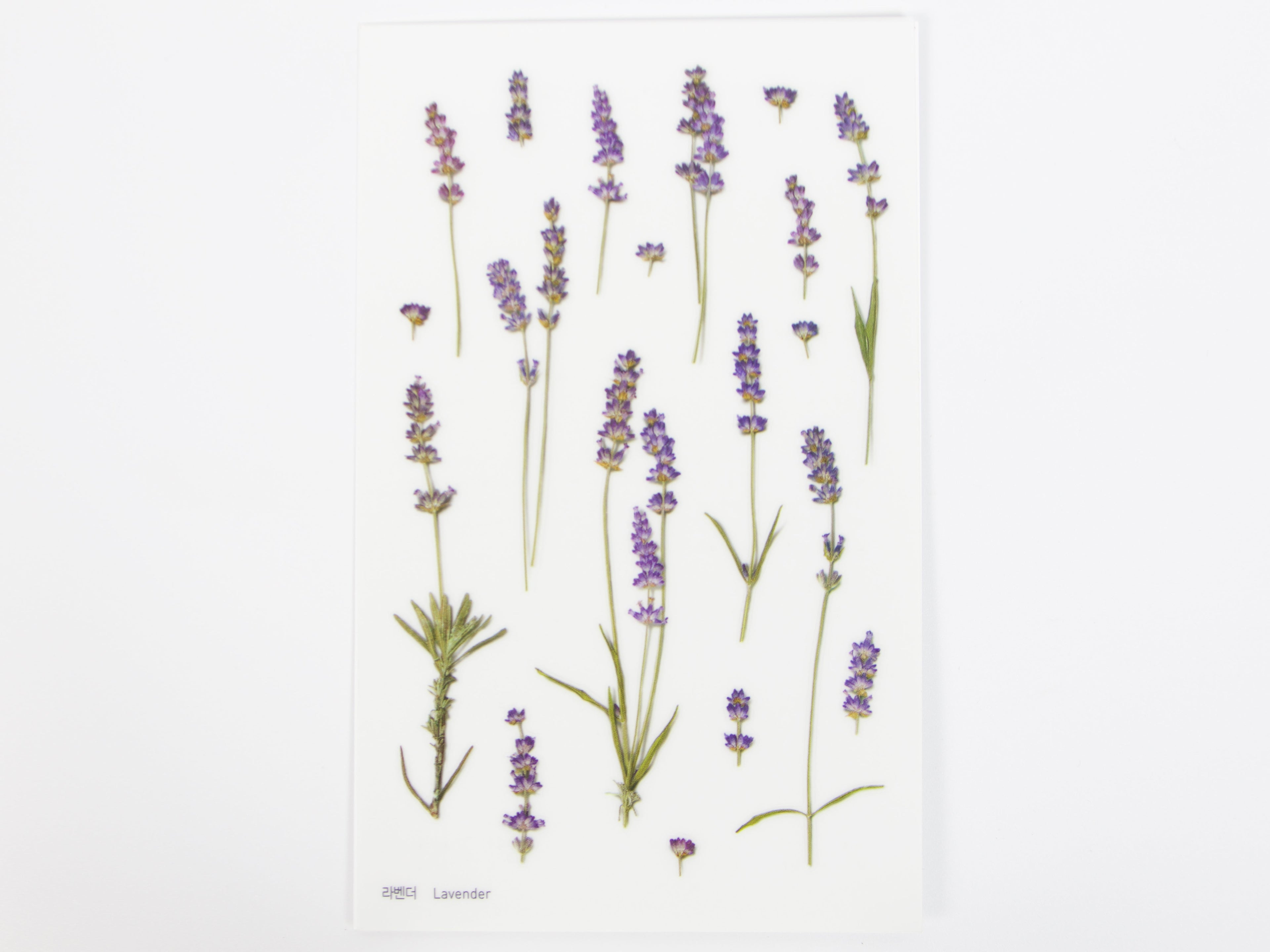 Appree Pressed Flower Stickers