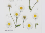 Appree Pressed Flower Stickers