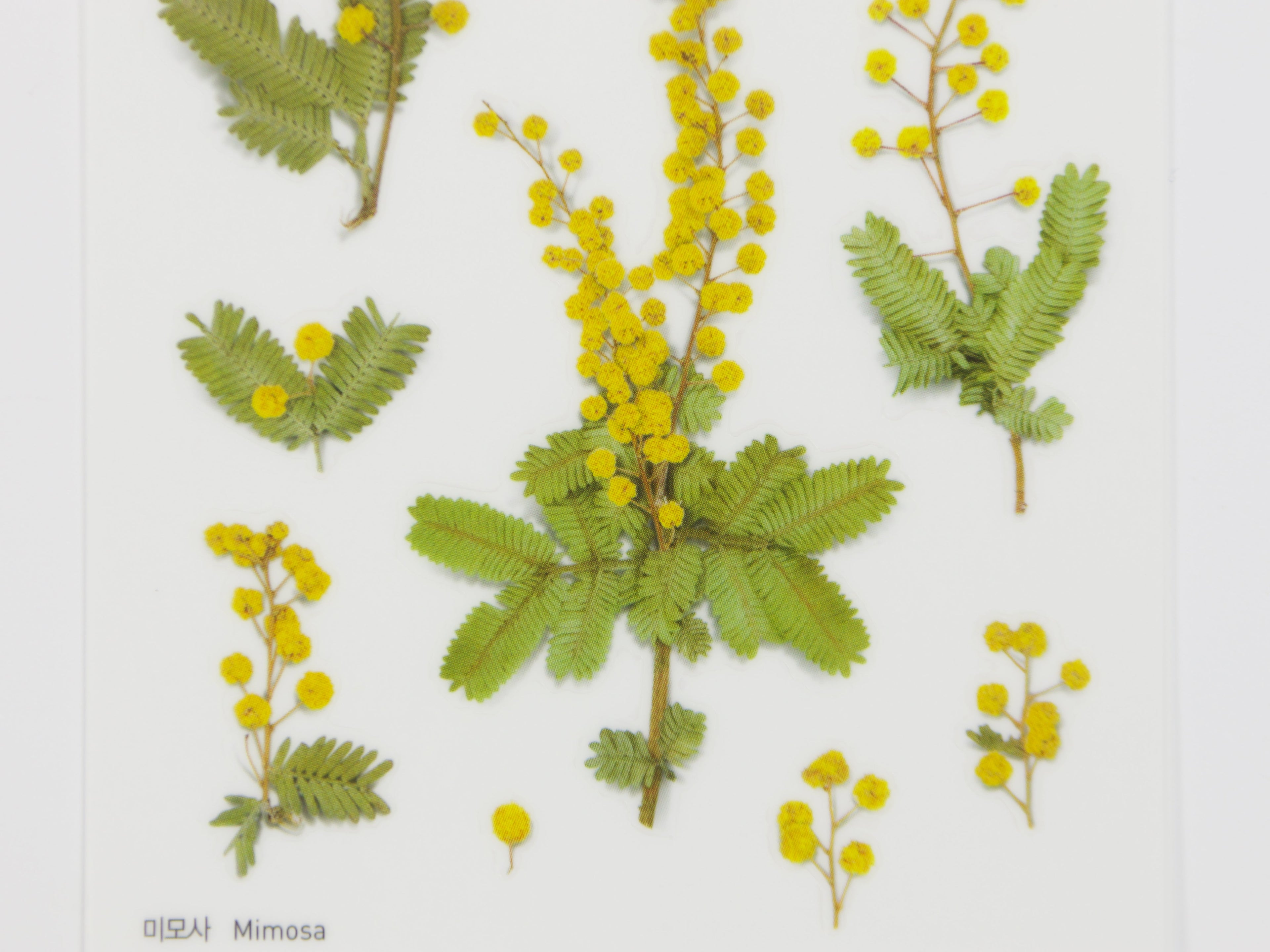 Appree Pressed Flower Stickers