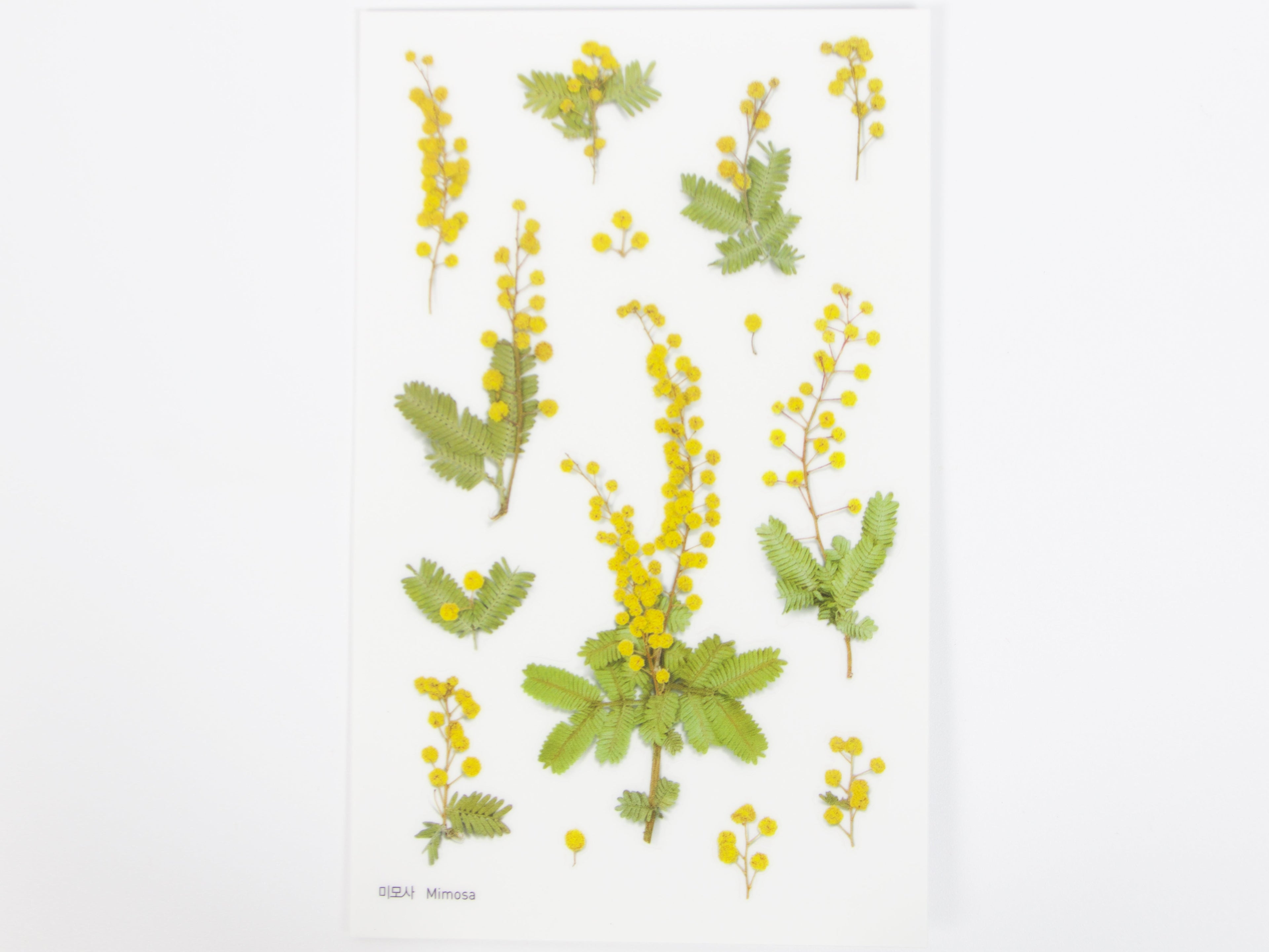 Appree Pressed Flower Stickers