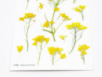 Appree Pressed Flower Stickers