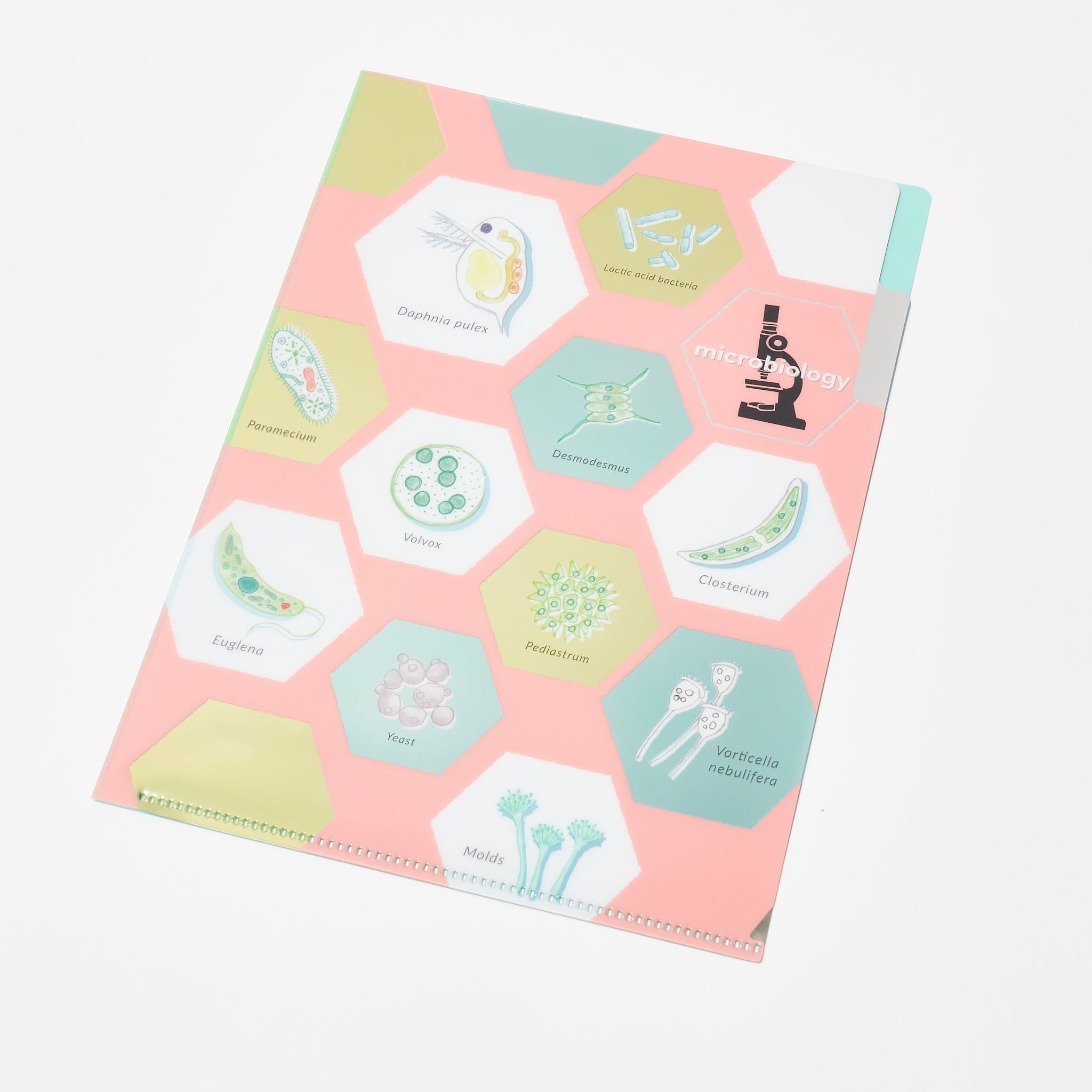STUDY HOLIC A5 Pocket Clear File Folder / GreenFlash