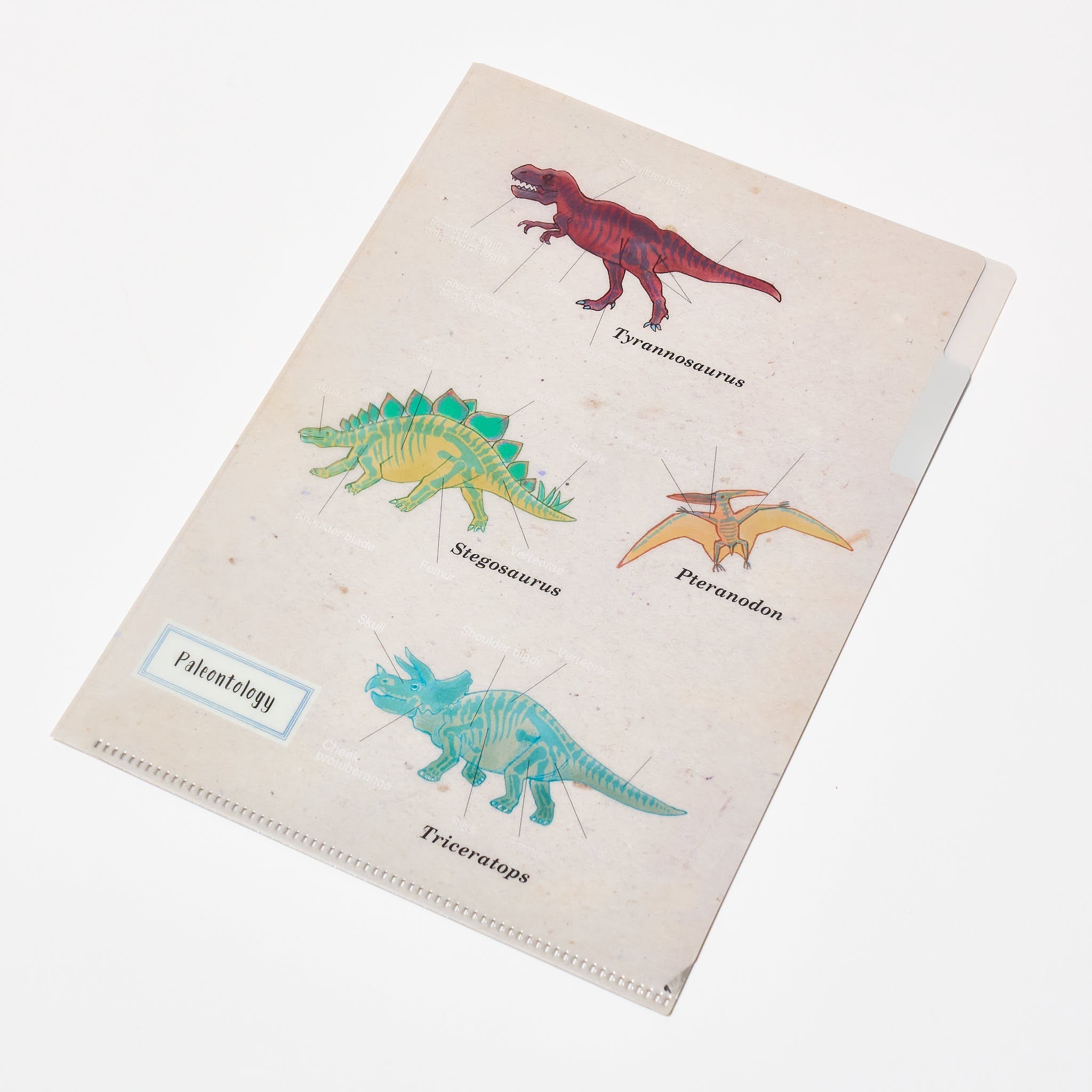 STUDY HOLIC A5 Pocket Clear File Folder / GreenFlash