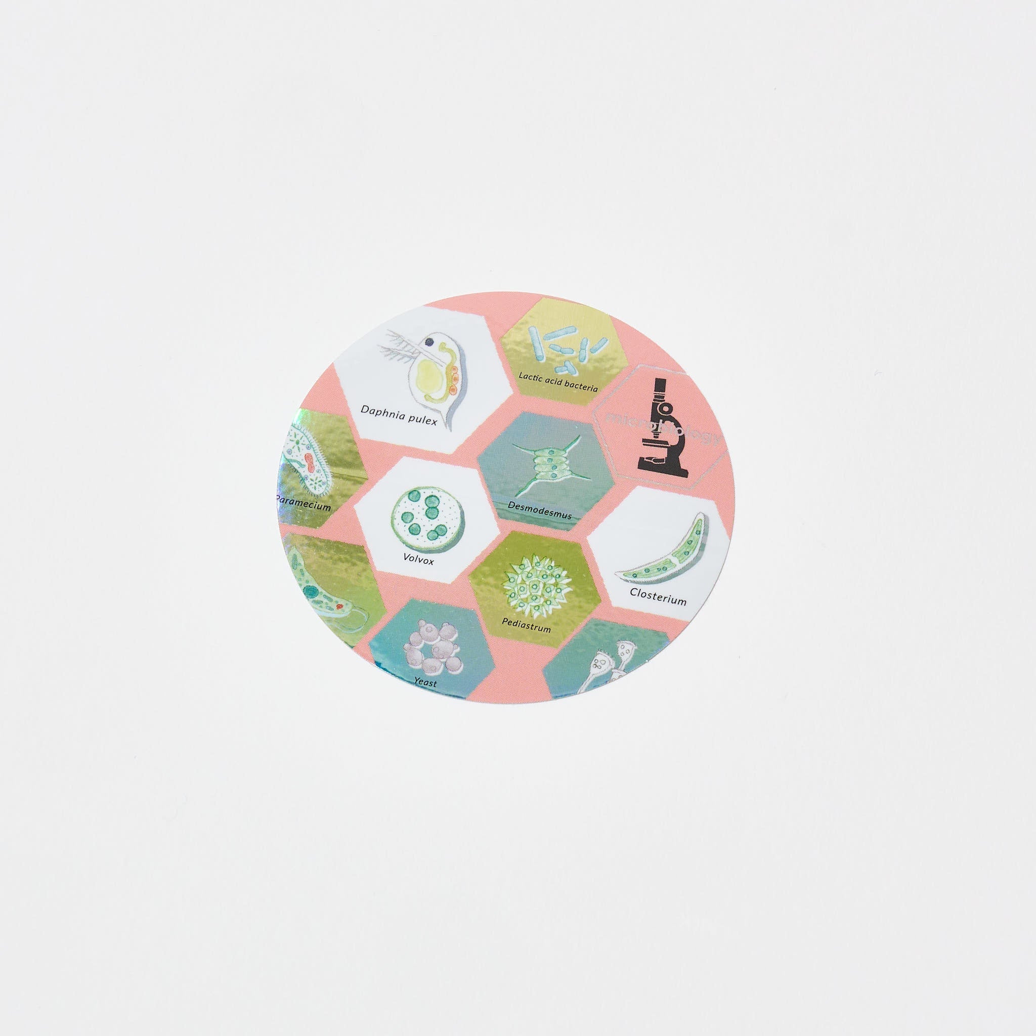 STUDY HOLIC Aurora Sticker / GreenFlash