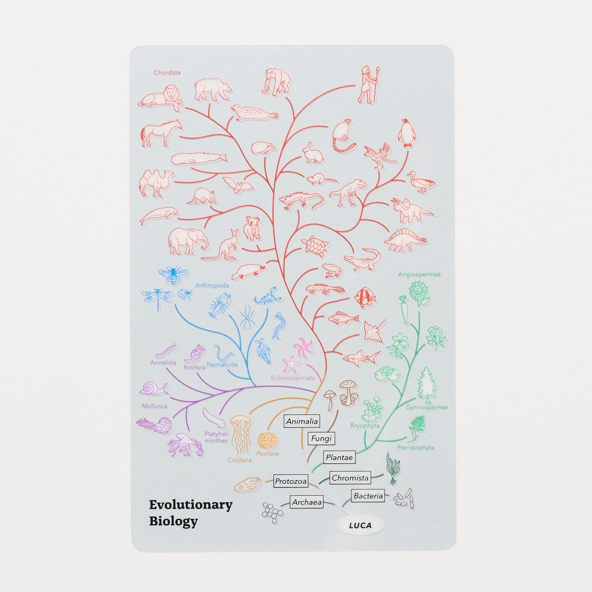 STUDY HOLIC Clear Bookmark / GreenFlash