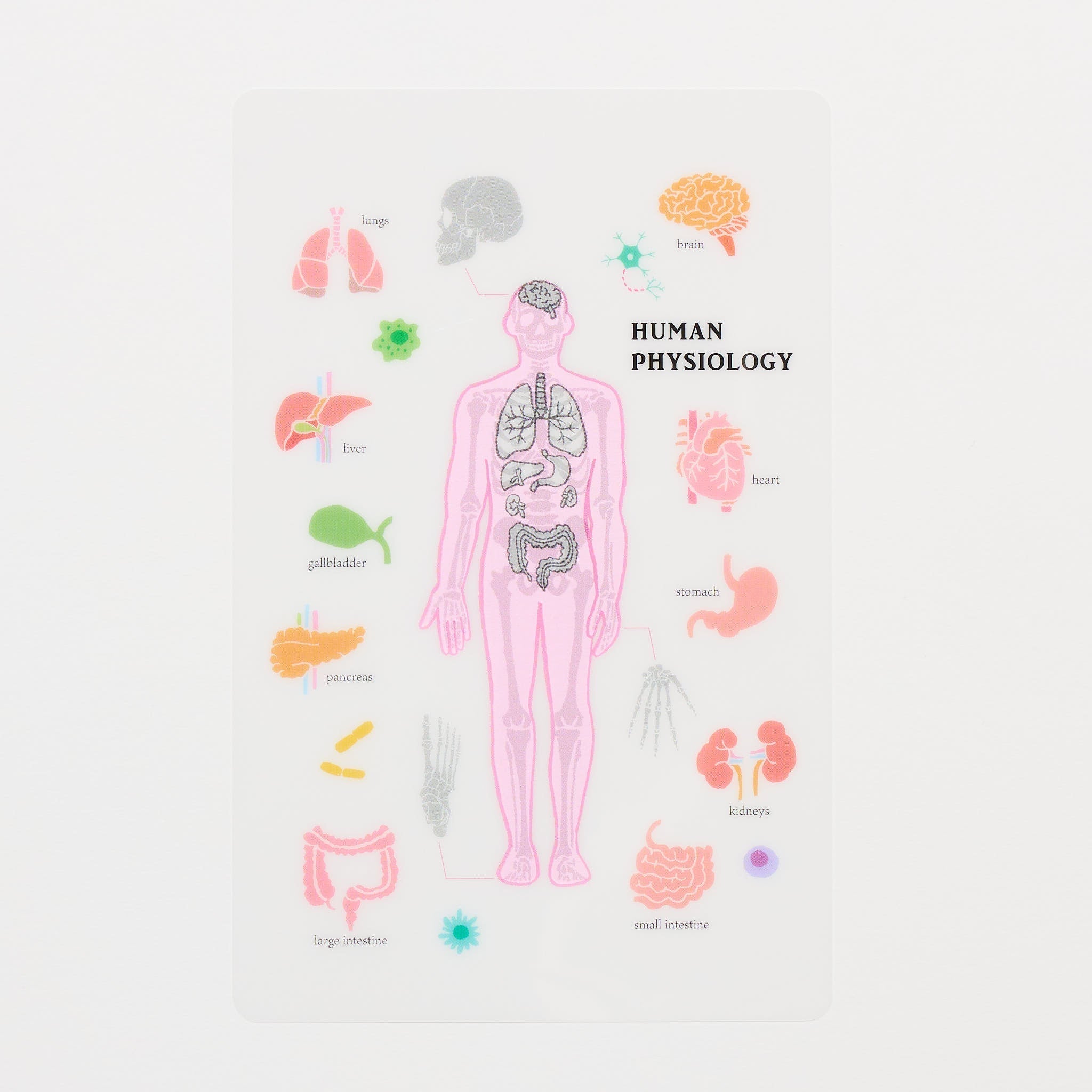 STUDY HOLIC Clear Bookmark / GreenFlash