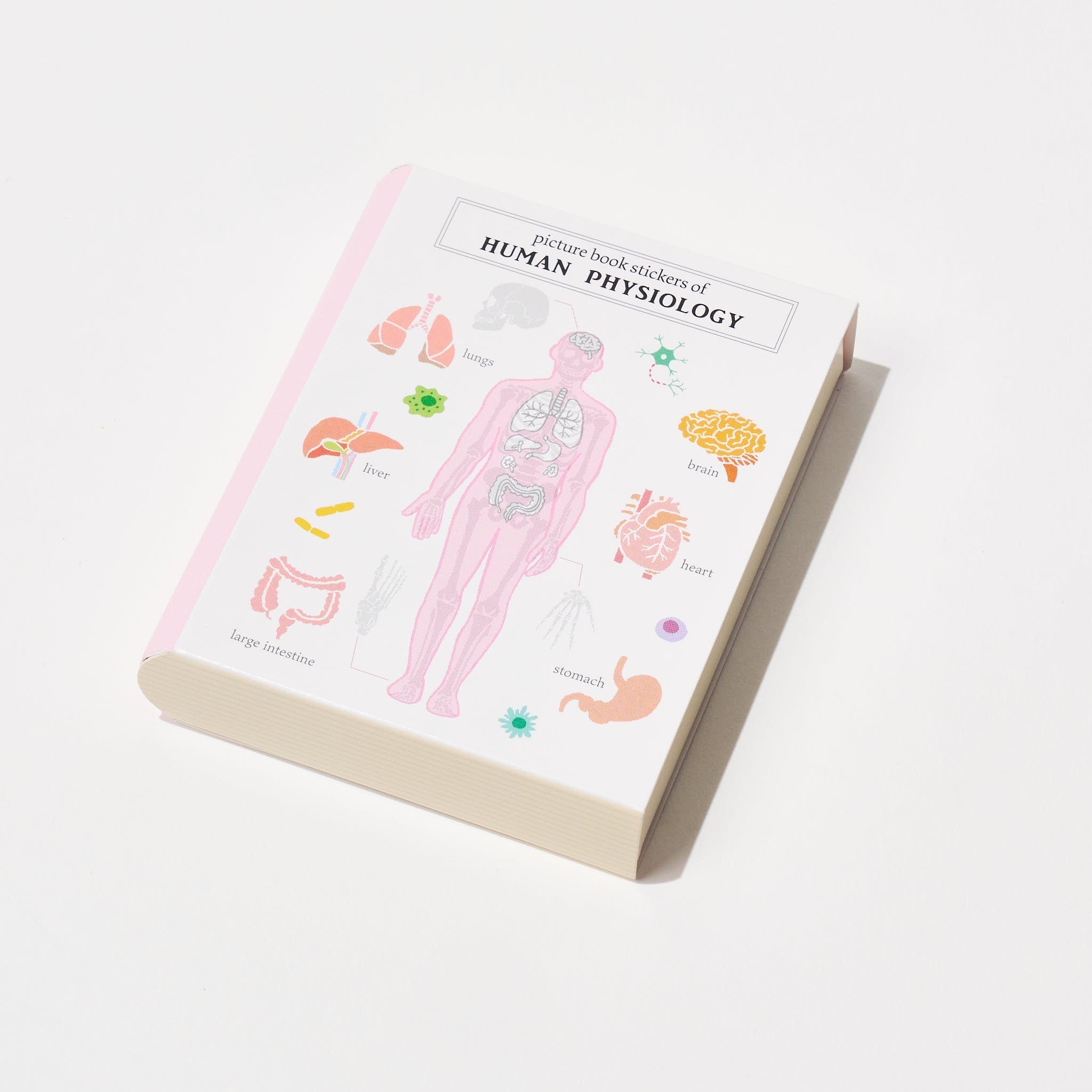 STUDY HOLIC Flake Stickers with Encyclopedia Case / GreenFlash