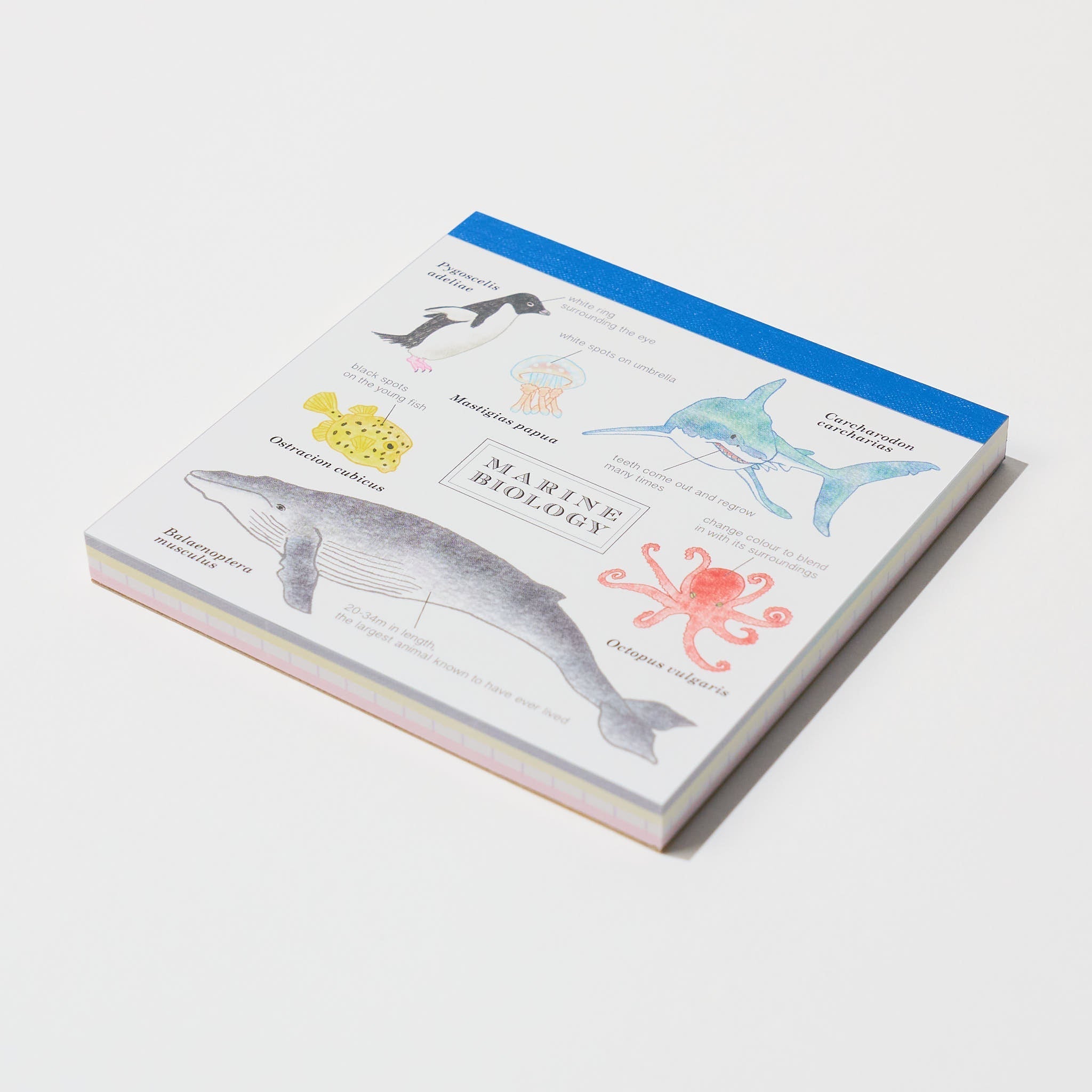 STUDY HOLIC Memo Pad Square / GreenFlash